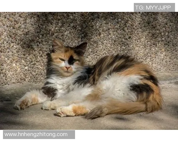 克里西与纳塔尔的巅峰对决谁将赢得这场精彩较量